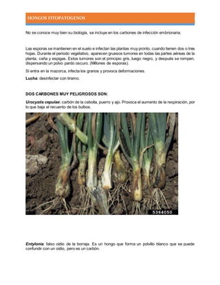 HONGOS FITOPATOGENOS
No se conoce muy bien su biología, se incluye en los carbones de infección embrionaria.
Las esporas se mantienen en el suelo e infectan las plantas muy pronto, cuando tienen dos o tres
hojas. Durante el periodo vegetativo, aparecen gruesos tumores en todas las partes aéreas de la
planta, caña y espigas. Estos tumores son el principio gris, luego negro, y después se rompen,
dispersando un polvo pardo oscuro. (Millones de esporas).
Si entra en la mazorca, infecta los granos y provoca deformaciones.
Lucha: desinfectar con tiramo.
DOS CARBONES MUY PELIGROSOS SON:
Urocystis cepulae: carbón de la cebolla, puerro y ajo. Provoca el aumento de la respiración, por
lo que baja el recuento de los bulbos.
Entylonia: falso oídio de la borraja. Es un hongo que forma un polvillo blanco que se puede
confundir con un oídio, pero es un carbón.
 