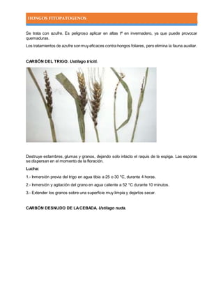 HONGOS FITOPATOGENOS
Se trata con azufre. Es peligroso aplicar en altas tª en invernadero, ya que puede provocar
quemaduras.
Los tratamientos de azufre sonmuy eficaces contra hongos foliares, pero elimina la fauna auxiliar.
CARBÓN DEL TRIGO. Ustilago triciti.
Destruye estambres, glumas y granos, dejando solo intacto el raquis de la espiga. Las esporas
se dispersan en el momento de la floración.
Lucha:
1.- Inmersión previa del trigo en agua tibia a 25 o 30 *C, durante 4 horas.
2.- Inmersión y agitación del grano en agua caliente a 52 *C durante 10 minutos.
3.- Extender los granos sobre una superficie muy limpia y dejarlos secar.
CARBÓN DESNUDO DE LACEBADA. Ustilago nuda.
 