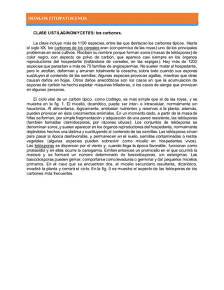 HONGOS FITOPATOGENOS
CLASE USTILAGINOMYCETES: los carbones.
La clase incluye más de 1100 especies, entre las que destacan los carbones típicos. Hasta
el siglo XX, los carbones de los cereales eran (con permiso de las royas) uno de los principales
problemas en esos cultivos. Reciben su nombre porque forman soros (masas de teliósporas) de
color negro, con aspecto de polvo de carbón, que aparece casi siempre en los órganos
reproductores del hospedante (tratándose de cereales, en las espigas). Hay más de 1200
especies que parasitan a más de 75 familias de angiospermas. No suelen matar al hospedante,
pero lo atrofian, deforman y arruinan totalmente la cosecha, sobre todo cuando sus esporas
sustituyen al contenido de las semillas. Algunas especies provocan agallas, mientras que otras
causan daños en hojas. Otros daños anecdóticos son los casos en que la acumulación de
esporas de carbón ha hecho explotar máquinas trilladoras, o los casos de alergia que provocan
en algunas personas.
El ciclo vital de un carbón típico, como Ustilago, es más simple que el de las royas, y se
muestra en la fig. 1. El micelio, dicariótico, puede ser inter- o intracelular, normalmente sin
haustorios. Al alimentarse, lógicamente, arrebatan nutrientes y reservas a la planta; además,
pueden provocar en ésta crecimientos anómalos. En un momento dado, a partir de la masa de
hifas se forman, por simple fragmentación y adquisición de una pared resistente, las teliósporas
(también llamadas clamidosporas, por razones obvias). Los conjuntos de teliósporas se
denominan soros,y suelen aparecer en los órganos reproductores del hospedante, normalmente
dejándolos hechos una lástima y sustituyendo al contenido de las semillas.Las teliósporas sirven
para pasar la época desfavorable, y permanecen en el suelo, semillas contaminadas o restos
vegetales (algunas especies pueden sobrevivir como micelio en hospedantes vivos).
Las teliósporas se dispersan por el viento y, cuando llega la época favorable, funcionan como
probasidio y en ellas ocurre la cariogamia. Emiten entonces un promicelio en el que ocurrirá la
meiosis y se formará un número determinado de basiodiosporas, sin esterigmas. Las
basiodiosporas pueden gemar, comportarsecomolevaduras o germinar y dar pequeños micelios
primarios. En el caso que se encuentren dos, el micelio secundario resultante, dicariótico,
invadirá la planta y cerrará el ciclo. En la fig. 9 se muestra el aspecto de las teliósporas de los
carbones más frecuentes.
 