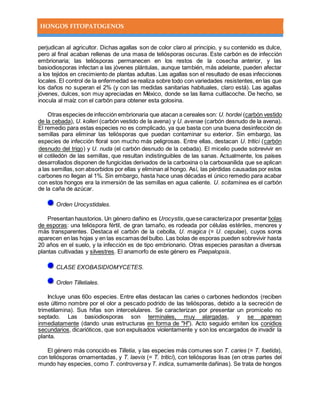 HONGOS FITOPATOGENOS
perjudican al agricultor. Dichas agallas son de color claro al principio, y su contenido es dulce,
pero al final acaban rellenas de una masa de teliósporas oscuras. Este carbón es de infección
embrionaria; las teliósporas permanecen en los restos de la cosecha anterior, y las
basiodiosporas infectan a las jóvenes plántulas, aunque también, más adelante, pueden afectar
a los tejidos en crecimiento de plantas adultas. Las agallas son el resultado de esas infecciones
locales. El control de la enfermedad se realiza sobre todo con variedades resistentes, en las que
los daños no superan el 2% (y con las medidas sanitarias habituales, claro está). Las agallas
jóvenes, dulces, son muy apreciadas en México, donde se las llama cuitlacoche. De hecho, se
inocula al maíz con el carbón para obtener esta golosina.
Otras especies de infección embrionaria que atacan a cereales son: U. hordei (carbón vestido
de la cebada), U. kolleri (carbón vestido de la avena) y U. avenae (carbón desnudo de la avena).
El remedio para estas especies no es complicado, ya que basta con una buena desinfección de
semillas para eliminar las teliósporas que puedan contaminar su exterior. Sin embargo, las
especies de infección floral son mucho más peligrosas. Entre ellas, destacan U. tritici (carbón
desnudo del trigo) y U. nuda (el carbón desnudo de la cebada). El micelio puede sobrevivir en
el cotiledón de las semillas, que resultan indistinguibles de las sanas. Actualmente, los países
desarrollados disponen de fungicidas derivados de la carboxina o la carboxanilida que se aplican
a las semillas,son absorbidos por ellas y eliminan al hongo. Así, las pérdidas causadas por estos
carbones no llegan al 1%. Sin embargo, hasta hace unas décadas el único remedio para acabar
con estos hongos era la inmersión de las semillas en agua caliente. U. scitaminea es el carbón
de la caña de azúcar.
Orden Urocystidales.
Presentan haustorios. Un género dañino es Urocystis,quese caracterizapor presentar bolas
de esporas: una telióspora fértil, de gran tamaño, es rodeada por células estériles, menores y
más transparentes. Destaca el carbón de la cebolla, U. magica (= U. cepulae), cuyos soros
aparecen en las hojas y en las escamas del bulbo. Las bolas de esporas pueden sobrevivir hasta
20 años en el suelo, y la infección es de tipo embrionario. Otras especies parasitan a diversas
plantas cultivadas y silvestres. El anamorfo de este género es Paepalopsis.
CLASE EXOBASIDIOMYCETES.
Orden Tilletiales.
Incluye unas 60o especies. Entre ellas destacan las caries o carbones hediondos (reciben
este último nombre por el olor a pescado podrido de las teliósporas, debido a la secreción de
trimetilamina). Sus hifas son intercelulares. Se caracterizan por presentar un promicelio no
septado. Las basiodiosporas son terminales, muy alargadas, y se aparean
inmediatamente (dando unas estructuras en forma de "H"). Acto seguido emiten los conidios
secundarios, dicarióticos, que son expulsados violentamente y son los encargados de invadir la
planta.
El género más conocido es Tilletia, y las especies más comunes son T. caries (= T. foetida),
con teliósporas ornamentadas, y T. laevis (= T. tritici), con teliósporas lisas (en otras partes del
mundo hay especies, como T. controversa y T. indica, sumamente dañinas). Se trata de hongos
 