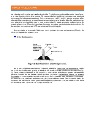 HONGOS FITOPATOGENOS
de infección embrionaria, que invaden la plántula. El micelio creceintercelularmente, hasta llegar
a la zona de crecimiento de la espiga. Allí consumirá el contenido de los granos, que sustituirá
por masas de teliósporas apestosas (funciona como un carbón vestido, ya que no ataca a las
glumas). Comose deduce, la cosechaqueda completamentearruinada. Además, las teliósporas
son altamente combustibles, por lo que su acumulación puede provocar explosiones en la
maquinaria agrícola. El control de esta enfermedad se realiza mediante tratamiento químico de
las semillas, con carboxina o HCB, para dejarlas libres de inóculo.
Por otro lado, el anamorfo Tilletiopsis minor provoca micosis en humanos (BSL-1). Su
situación taxonómica no está clara.
Orden Exobasidiales.
Figura 2: Basidiocarpo de Graphiola phoenicis.
En la fam. Graphiolaceae destaca Graphiola phoenicis, "falsa roya" de las palmeras Antes
se incluía en Ustilaginales, y tenía el honor de ser el único carbón que forma basidiocarpo (Fig.
2). Es un hongo corriente en el S.E. español, y provoca una enfermedad leve en palmeras del
género Phoenix. En los foliolos aparecen unas pequeñas semiesferas negras de aspecto
carbonoso, con una especie de cráter en el centro, de donde salen unos filamentos, los aláteres.
En ese hueco se producen las teliósporas, de color rosado en masa. Este hongo ha vuelto de
cabeza a los taxónomos; hasta que Cole consiguió completar su ciclo, se había incluido en la
cl. Hyphomycetes, dentro de los "hongos imperfectos".
 