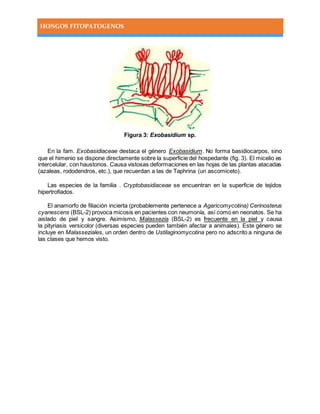 HONGOS FITOPATOGENOS
Figura 3: Exobasidium sp.
En la fam. Exobasidiaceae destaca el género Exobasidium. No forma basidiocarpos, sino
que el himenio se dispone directamente sobre la superficie del hospedante (fig. 3). El micelio es
intercelular, con haustorios. Causa vistosas deformaciones en las hojas de las plantas atacadas
(azaleas, rododendros, etc.), que recuerdan a las de Taphrina (un ascomiceto).
Las especies de la familia . Cryptobasidiaceae se encuentran en la superficie de tejidos
hipertrofiados.
El anamorfo de filiación incierta (probablemente pertenece a Agaricomycotina) Cerinosterus
cyanescens (BSL-2) provoca micosis en pacientes con neumonía, así como en neonatos. Se ha
aislado de piel y sangre. Asimismo, Malassezia (BSL-2) es frecuente en la piel y causa
la pityriasis versicolor (diversas especies pueden también afectar a animales). Este género se
incluye en Malasseziales, un orden dentro de Ustilaginomycotina pero no adscrito a ninguna de
las clases que hemos visto.
 