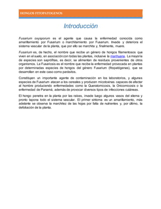 HONGOS FITOPATOGENOS
Introducción
Fusarium oxysporum es el agente que causa la enfermedad conocida como
amarillamiento por Fusarium o marchitamiento por Fusarium. Invade y deteriora el
sistema vascular de la planta, que por ello se marchita y, finalmente, muere.
Fusarium es, de hecho, el nombre que recibe un género de hongos filamentosos que
viven en el suelo, en asociacióncon todas las plantas, inclusive la marihuana. La mayoría
de especies son saprófitas, es decir, se alimentan de residuos provenientes de otros
organismos. La Fusariosis es el nombre que recibe la enfermedad provocada en plantas
por determinadas especies de hongos del género Fusarium (fitopatógenas), que se
desarrollan en este caso como parásitos.
Constituyen un importante agente de contaminación en los laboratorios, y algunas
especies de Fusarium atacan a los cereales y producen micotoxinas capaces de afectar
al hombre produciendo enfermedades como la Queratomicosis, la Onicomicosis o la
enfermedad de Panamá, además de provocar diversos tipos de infecciones cutáneas.
El hongo penetra en la planta por las raíces, invade luego algunos vasos del xilema y
pronto tapona todo el sistema vascular. El primer síntoma es un amarillamiento, más
adelante se observa la marchitez de las hojas por falta de nutrientes y, por último, la
defoliación de la planta.
 