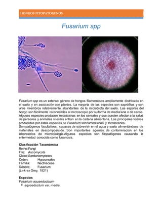 HONGOS FITOPATOGENOS
Fusarium spp
Fusarium spp es un extenso género de hongos filamentosos ampliamente distribuido en
el suelo y en asociación con plantas. La mayoría de las especies son saprófitas y son
unos miembros relativamente abundantes de la microbiota del suelo. Las esporas del
hongo son fácilmente reconocibles al microscopio por su forma de media luna o de canoa.
Algunas especies producen micotoxinas en los cereales y que pueden afectar a la salud
de personas y animales si estas entran en la cadena alimentaria. Las principales toxinas
producidas por estas especies de Fusarium son fumonisinas y tricotecenos.
Son patógenos facultativos, capaces de sobrevivir en el agua y suelo alimentándose de
materiales en descomposición. Son importantes agentes de contaminación en los
laboratorios de microbiología.Algunas especies son fitopatógenas causando la
enfermedad conocida como fusariosis.
Clasificación Taxonómica
Reino:Fungi
Filo: Ascomycota
Clase:Sordariomycetes
Orden: Hypocreales
Familia: Nectriaceae
Género: Fusarium
(Link ex Grey, 1821)
Especies
Fusarium aquaeductuum
F. aquaeductum var. media
 