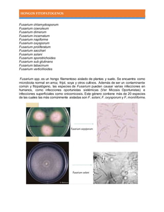 HONGOS FITOPATOGENOS
Fusarium chlamydosporum
Fusarium coeruleum
Fusarium dimerum
Fusarium incarnatum
Fusarium napiforme
Fusarium oxysporum
Fusarium proliferatum
Fusarium sacchari
Fusarium solani
Fusarium sporotrichoides
Fusarium sub glutinans
Fusarium tabacinum
Fusarium verticillioides
Fusarium spp. es un hongo filamentoso aislado de plantas y suelo. Se encuentra como
microbiota normal en arroz, frijol, soya y otros cultivos. Además de ser un contaminante
común y fitopatógeno, las especies de Fusarium pueden causar varias infecciones en
humanos, como infecciones oportunistas sistémicas (Ver Micosis Oportunistas) e
infecciones superficiales como onicomicosis. Este género contiene más de 20 especies
de las cuales las más comúnmente aisladas son F. solani, F. oxysporum y F. moniliforme.
 