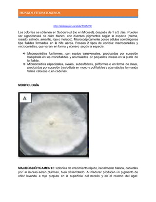 HONGOS FITOPATOGENOS
http://slideplayer.es/slide/1105722/
Las colonias se obtienen en Sabouraud (no en Micosel), después de 1 a 5 días. Pueden
ser algodonosas de color blanco, con diversos pigmentos según la especie (crema,
rosado, salmón, amarillo, rojo o morado). Microscópicamente posee células conidiógenas
tipo fialides formadas en la hifa aérea. Poseen 2 tipos de conidia: macroconidias y
microconidias, que varían en forma y número según la especie:
 Macroconidias fusiformes, con septos transversales, producidas por sucesión
basipétala en los monofialides y acumuladas en pequeñas masas en la punta de
la fialide.
 Microconidias elipsoidales, ovales, subesféricas, piriformes o en forma de clava,
producidas por sucesión basipétala en mono y polifialides y acumuladas formando
falsas cabezas o en cadenas.
MORFOLOGÍA
MACROSCÓPICAMENTE: colonias de crecimiento rápido, inicialmente blanca, cubiertas
por un micelio aéreo plumoso, bien desarrollado. Al madurar producen un pigmento de
color lavanda a rojo purpura en la superficie del micelio y en el reverso del agar.
 