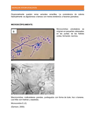 HONGOS FITOPATOGENOS
Ocasionalmente pueden verse variantes amarillas. La consistencia de colonia
habitualmente es algodonosa o lanosa con menos tendencia a hacerse granulosa.
MICROSCÓPICAMENTE:
Microconidias: unicelulares se
originan en pequeñas cabezuelas
en las puntas de las fialides
cortas, formando racimos.
Macroconidias: multicelulares grandes, puntiagudos con forma de bote, hoz o banana.
Las hifas son hialinas y septadas.
Microconidia 0 (-2)
(Samson, 2000)
 