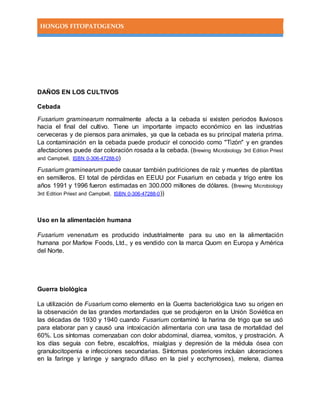 HONGOS FITOPATOGENOS
DAÑOS EN LOS CULTIVOS
Cebada
Fusarium graminearum normalmente afecta a la cebada si existen periodos lluviosos
hacia el final del cultivo. Tiene un importante impacto económico en las industrias
cerveceras y de piensos para animales, ya que la cebada es su principal materia prima.
La contaminación en la cebada puede producir el conocido como "Tizón" y en grandes
afectaciones puede dar coloración rosada a la cebada. (Brewing Microbiology 3rd Edition Priest
and Campbell, ISBN 0-306-47288-0)
Fusarium graminearum puede causar también pudriciones de raíz y muertes de plantitas
en semilleros. El total de pérdidas en EEUU por Fusarium en cebada y trigo entre los
años 1991 y 1996 fueron estimadas en 300.000 millones de dólares. (Brewing Microbiology
3rd Edition Priest and Campbell, ISBN 0-306-47288-0))
Uso en la alimentación humana
Fusarium venenatum es producido industrialmente para su uso en la alimentación
humana por Marlow Foods, Ltd., y es vendido con la marca Quorn en Europa y América
del Norte.
Guerra biológica
La utilización de Fusarium como elemento en la Guerra bacteriológica tuvo su origen en
la observación de las grandes mortandades que se produjeron en la Unión Soviética en
las décadas de 1930 y 1940 cuando Fusarium contaminó la harina de trigo que se usó
para elaborar pan y causó una intoxicación alimentaria con una tasa de mortalidad del
60%. Los síntomas comenzaban con dolor abdominal, diarrea, vomitos, y prostración. A
los días seguía con fiebre, escalofríos, mialgias y depresión de la médula ósea con
granulocitopenia e infecciones secundarias. Síntomas posteriores incluían ulceraciones
en la faringe y laringe y sangrado difuso en la piel y ecchymoses), melena, diarrea
 