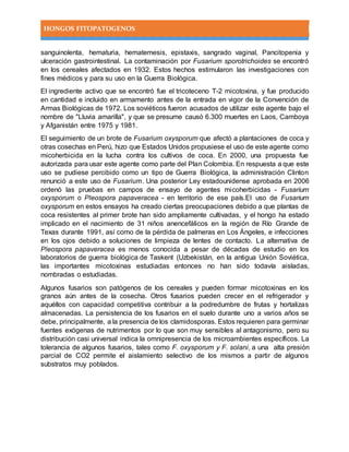 HONGOS FITOPATOGENOS
sanguinolenta, hematuria, hematemesis, epistaxis, sangrado vaginal, Pancitopenia y
ulceración gastrointestinal. La contaminación por Fusarium sporotrichoides se encontró
en los cereales afectados en 1932. Estos hechos estimularon las investigaciones con
fines médicos y para su uso en la Guerra Biológica.
El ingrediente activo que se encontró fue el tricoteceno T-2 micotoxina, y fue producido
en cantidad e incluido en armamento antes de la entrada en vigor de la Convención de
Armas Biológicas de 1972. Los soviéticos fueron acusados de utilizar este agente bajo el
nombre de "Lluvia amarilla", y que se presume causó 6.300 muertes en Laos, Camboya
y Afganistán entre 1975 y 1981.
El seguimiento de un brote de Fusarium oxysporum que afectó a plantaciones de coca y
otras cosechas en Perú, hizo que Estados Unidos propusiese el uso de este agente como
micoherbicida en la lucha contra los cultivos de coca. En 2000, una propuesta fue
autorizada para usar este agente como parte del Plan Colombia. En respuesta a que este
uso se pudiese percibido como un tipo de Guerra Biológica, la administración Clinton
renunció a este uso de Fusarium. Una posterior Ley estadounidense aprobada en 2006
ordenó las pruebas en campos de ensayo de agentes micoherbicidas - Fusarium
oxysporum o Pleospora papaveracea - en territorio de ese país.El uso de Fusarium
oxysporum en estos ensayos ha creado ciertas preocupaciones debido a que plantas de
coca resistentes al primer brote han sido ampliamente cultivadas, y el hongo ha estado
implicado en el nacimiento de 31 niños anencefálicos en la región de Río Grande de
Texas durante 1991, así como de la pérdida de palmeras en Los Ángeles, e infecciones
en los ojos debido a soluciones de limpieza de lentes de contacto. La alternativa de
Pleospora papaveracea es menos conocida a pesar de décadas de estudio en los
laboratorios de guerra biológica de Taskent (Uzbekistán, en la antigua Unión Soviética,
las importantes micotoxinas estudiadas entonces no han sido todavía aisladas,
nombradas o estudiadas.
Algunos fusarios son patógenos de los cereales y pueden formar micotoxinas en los
granos aún antes de la cosecha. Otros fusarios pueden crecer en el refrigerador y
aquéllos con capacidad competitiva contribuir a la podredumbre de frutas y hortalizas
almacenadas. La persistencia de los fusarios en el suelo durante uno a varios años se
debe, principalmente, a la presencia de los clamidosporas. Estos requieren para germinar
fuentes exógenas de nutrimentos por lo que son muy sensibles al antagonismo, pero su
distribución casi universal indica la omnipresencia de los microambientes específicos. La
tolerancia de algunos fusarios, tales como F. oxysporum y F. solani, a una alta presión
parcial de CO2 permite el aislamiento selectivo de los mismos a partir de algunos
substratos muy poblados.
 