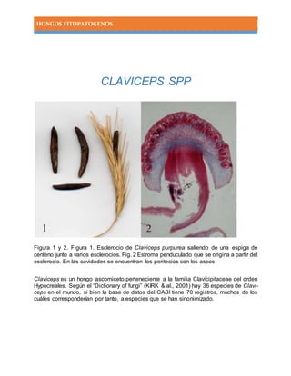 HONGOS FITOPATOGENOS
CLAVICEPS SPP
Figura 1 y 2. Figura 1. Esclerocio de Claviceps purpurea saliendo de una espiga de
centeno junto a varios esclerocios. Fig. 2 Estroma penduculado que se origina a partir del
esclerocio. En las cavidades se encuentran los peritecios con los ascos
Claviceps es un hongo ascomiceto perteneciente a la familia Clavicipitaceae del orden
Hypocreales. Según el “Dictionary of fungi” (KIRK & al., 2001) hay 36 especies de Clavi-
ceps en el mundo, si bien la base de datos del CABI tiene 70 registros, muchos de los
cuáles corresponderían por tanto, a especies que se han sinonimizado.
 