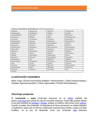 HONGOS FITOPATOGENOS
Géneros de gramíneas parasitadas por Claviceps purpurea.
Aegilops Agropyrum Agrostis Alopecurus
Andropogon Anthephora Apluda Arundo
Arrhenatherum Asperella Avena Bouteloua
Brachiaria Bromus Briza Calamagrostis
Cenchrus Cortadeira Cynodon Cynosurus
Chrysopogon Dactylis Danthonia Deschampsia
Dichelachne Digitaria Echinopogon Elymus
Eragrostis Festuca Gaudinia Glyceria
Hakonechloa Haynaldia Helictotrichon Heteropogon
Hierochloe Holcus Hordeum Hyparrhenia
Imperata Ischaemum Koeleria Lagurus
Lolium Melica Melinis Microlaena
Milium Miscanthus Orthoclada Oryza
Oryzopsis Panicum Paspalidium Paspalum
Pennisetum Poa Phallaris Phleum
Phyllostachys Phragmites Polypogon Rhynchelytrum
Sasa Secale Setaria Seslaria
Sitanion Sorghum Spartina Sphenopholis
Spodiopogon Stipa Themeda Tripsacum
Trisetum Triticum Urochloa Zea
Zizania
CLASIFICACIÓN TAXONÓMICA
Reino Fungi | División Ascomycota |Subfilum Pezizomycotina | Clase Sordariomycetes |
Subclase Hypocreomycetidae | Orden Hypocreales | Familia Clavicipitaceae |
Claviceps purpurea
El cornezuelo o ergot (Claviceps purpurea) es un hongo parásito del
género Claviceps que consta de más de cincuenta especies. Todas ellas pueden afectar
a una gran variedad de cereales y hierbas, aunque su anfitrión más común es el centeno.
Cuando el núcleo del cornezuelo se deposita en la tierra permanece en estado letárgico
o esclerotium hasta que se dan las condiciones propicias para medrar y pasar a la fase
fructífera, en la que se desarrolla como una minúscula seta liberando
 