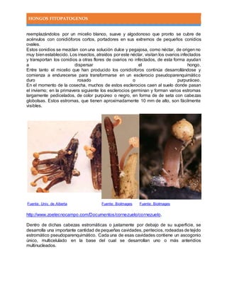 HONGOS FITOPATOGENOS
reemplazándolos por un micelio blanco, suave y algodonoso que pronto se cubre de
acérvulos con conidióforos cortos, portadores en sus extremos de pequeños conidios
ovales.
Estos conidios se mezclan con una solución dulce y pegajosa, como néctar, de origen no
muy bienestablecido. Los insectos, atraídos por este néctar, visitan los ovarios infectados
y transportan los conidios a otras flores de ovarios no infectados, de esta forma ayudan
a dispersar el hongo.
Entre tanto el micelio que han producido los conidioforos continúa desarrollándose y
comienza a endurecerse para transformarse en un esclerocio pseudoparenquimático
duro rosado o purpuráceo.
En el momento de la cosecha, muchos de estos esclerocios caen al suelo donde pasan
el invierno; en la primavera siguiente los esclerocios germinan y forman varios estromas
largamente pedicelados, de color purpúreo o negro, en forma de de seta con cabezas
globolsas. Estos estromas, que tienen aproximadamente 10 mm de alto, son fácilmente
visibles.
Fuente: Univ. de Alberta Fuente: BioImages Fuente: BioImages
http://www.zoetecnocampo.com/Documentos/cornezuelo/cornezuelo.
Dentro de dichas cabezas estromáticas o justamente por debajo de su superficie, se
desarrolla una importante cantidad de pequeñas cavidades, peritecios, rodeadas de tejido
estromático pseudoparenquimático. Cada una de esas cavidades contiene un ascogonio
único, multicelulado en la base del cual se desarrollan uno o más anteridios
multinucleados.
 