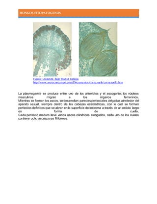 HONGOS FITOPATOGENOS
Fuente: Università degli Studi di Catania
http://www.zoetecnocampo.com/Documentos/cornezuelo/cornezuelo.htm
La plasmogamia se produce entre uno de los anteridios y el ascogonio; los núcleos
masculinos migran a los órganos femeninos.
Mientras se forman los ascos, se desarrollan paredes periteciales delgadas alrededor del
aparato sexual, siempre dentro de las cabezas estromáticas, con lo cual se forman
peritecios definidos que se abren en la superficie del estroma a través de un ostíolo largo
en forma de cuello.
Cada peritecio maduro lleva varios ascos cilíndricos elongados, cada uno de los cuales
contiene ocho ascosporas filiformes.
 