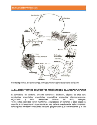 HONGOS FITOPATOGENOS
Fuente:http://www.zoetecnocampo.com/Documentos/cornezuelo/cornezuelo.htm
ALCALOIDES Y OTROS COMPUESTOS PRESENTES EN CLAVICEPS PURPUREA
El cornezuelo del centeno, presenta numerosos alcaloides, algunos de ellos son:
ergotamina, ergocristina, ergocriptina, ergometrina, ergotoxina, dihidroergotamina,
ergonovina y otras numerosas amidas del ácido lisérgico.
Todos estos alcaloides tienen muchísimas propiedades en humanos y otras especies;
además, la composición en el cornezuelo es muy variable, pueden estar todos presentes,
sólo algunos o ninguno de acuerdo a la zona geográfica en que se lo encuentre y al tipo
 