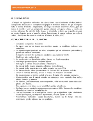 HONGOS FITOPATOGENOS
1.1 EL REINO FUNGI
Los hongos son organismos eucariontes uní o pluricelulares que se desarrollan en sitios húmedos
y con poca luz. Las células de los segundos se agrupan en filamentos llamados fías que en conjunto
recibe el nombre de micelio. Antiguamente, los hongos se incluían en el reino Plantae, pero por
carecer de clorofila y tener una composición química diferente en la pared celular, se clasificaron
en reinos diferentes. La nutrición de los hongos es heterótrofa, es decir, que no pueden producir
sus propios alimentos como lo hacen las plantas. Descomponen la materia orgánica por medio de
enzimas, absorbiendo las sustancias nutritivas. (Espinoza & Urbina, 2011)
1.2 CARACTERÍSTICAS DE LOS HONGOS
 son células u organismos Eucariontes
 La mayor parte de los hongos son saprofitos; algunos se consideran parásitos; otros
mutualistas.
 Se reproducen principalmente por medio de esporas, que son diseminadas por el viento y
pueden ser sexuadas o asexuadas.
 la mayoría son inmóviles a excepción de algunos que pueden ser móviles
 Pueden ser uni o multicelulares.
 La pared celular está formada de quitina; glucano etc. Son heterotróficos
 Los hongos primero digieren y después ingieren
 Para lograr lo anterior producen enzimas extracelulares.
 La mayoría de los hongos, almacenan alimentos como glicógeno
 La mayoría de los hongos tienen un núcleo pequeño con poco DNA.
 La falta de clorofila afecta profundamente su forma de vida: no necesitan de la luz
 crecen en cualquier dirección; invaden el sustrato con filamentos absorbentes.
 En los ecosistemas su función equivale a las aves de rapiña o los animales carroñeros.
 Como parásitos, usan la materia orgánica de organismos vivos, causando algún daño a
plantas, animales y humanos.
 En simbiosis, pueden beneficiar a otros organismos, como las micorizas en las raíces de las
plantas y los líquenes.
 Son organismos muy útiles por su versatilidad genética y fisiológica.
 Producen enormes cantidades de esporas que permanecen viables hasta que las condiciones
climatológicas favorecen su multiplicación.
 Son muy importantes en la investigación, debido a que se reproducen rápida y fácilmente,
ocupan poco espacio, se multiplican rápidamente y su ciclo de vida es corto.
 Características moleculares (recién descubiertas), indican que los hongos están más
relacionados con los animales que con las plantas.
 