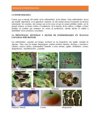 HONGOS FITOPATOGENOS
1.3 FITOPATOLOGÍA
Ciencia que se encarga del estudio de las enfermedades de las plantas. Estas enfermedades tienen
una notable importancia en la agricultura moderna, no sólo porque poseen el potencial de destruir
enteramente las cosechas, sino porque aun en los casos en que no causan pérdidas totales, por lo
general reducen, en forma crónica, el rendimiento de la mayoría de los cultivos y obligan a tomar
medidas de combate que aumentan los costos de producción; además afectan la calidad y
durabilidad de los productos cosechados.
1.4 PRINCIPALES SÍNTOMAS Y SIGNOS DE ENFERMEDADES EN PLANTAS
CAUSADAS POR HONGOS
Las enfermedades causadas por hongos producen en sus hospederos una amplia variedad de
síntomas. Entre estos los hongos fitopatógenos pueden producir manchas cloróticas y necróticas,
cribados, cancros, tizónes, podredumbres húmedas o secas, momias, agallas, abolladuras, costras,
ahogamientos, marchitamientos y pústulas.
Manchas cloróticas Manchas necróticas Cribado
Cancros Tizón Pudrición
Pudrición húmeda Costras Ahogamiento
 