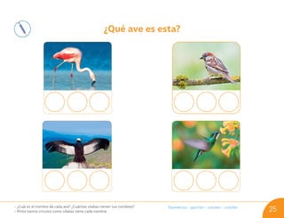 ¿Qué ave es esta?
• ¿Cuál es el nombre de cada ave? ¿Cuántas sílabas tienen sus nombres?
• Pinta tantos círculos como sílabas tiene cada nombre.
fla/men/co – go/rrión – cón/dor – co/li/brí
25
U03_NT1_Cua_Lic_Imp_B 25 03-08-2020 16:45:19
 