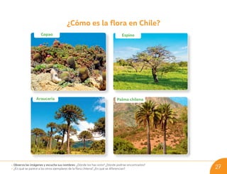 ¿Cómo es la flora en Chile?
@shutterstock.com
• Observa las imágenes y escucha sus nombres: ¿Dónde los has visto? ¿Dónde podrías encontrarlos?
• ¿En qué se parece a los otros ejemplares de la flora chilena? ¿En qué se diferencian?
Copao
Araucaria
Espino
Palma chilena
27
U03_NT1_Cua_Lic_Imp_B 27 03-08-2020 16:45:27
 