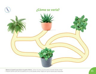 • Observa la planta que está en la parte inferior. ¿Cómo se vería si la estuvieras mirando desde arriba?
• Traza el camino que une a la planta con su vista desde arriba. Explica en qué te fijaste para responder. 85
¿Cómo se vería?
U08_NT1_Cua_Lic_Imp_B 85 03-08-2020 16:49:31
 