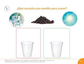 ¿Qué necesita una semilla para crecer?
• ¿Qué pasaría con una semilla si no la riegas con frecuencia? Dibuja tu respuesta en el recuadro rojo.
• ¿Qué pasaría si la riegas con frecuencia? Dibuja tu respuesta en el recuadro verde. 91
U09_NT1_Cua_Lic_Imp_B 91 03-08-2020 16:46:46
 