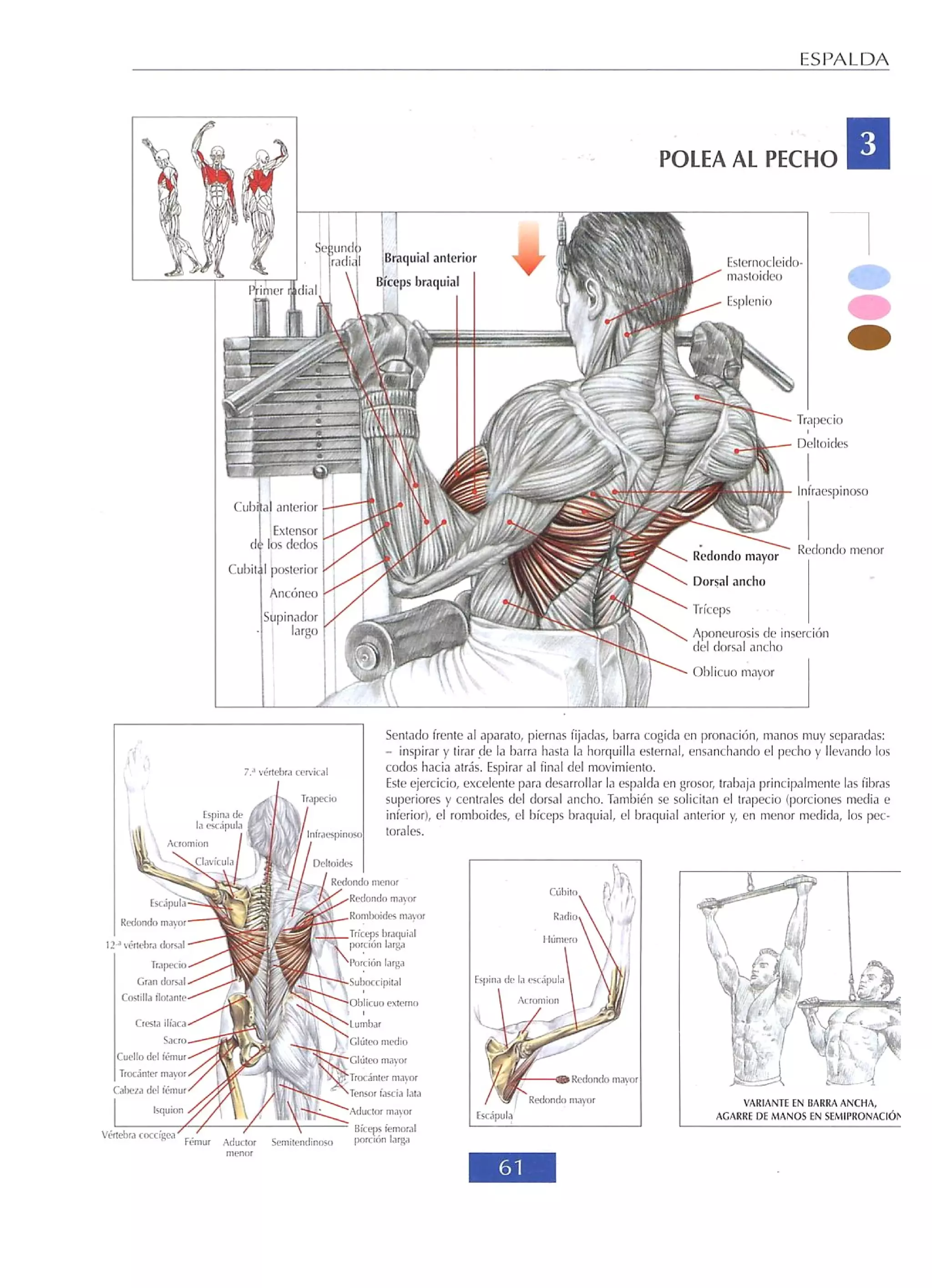 Libro de musculacion