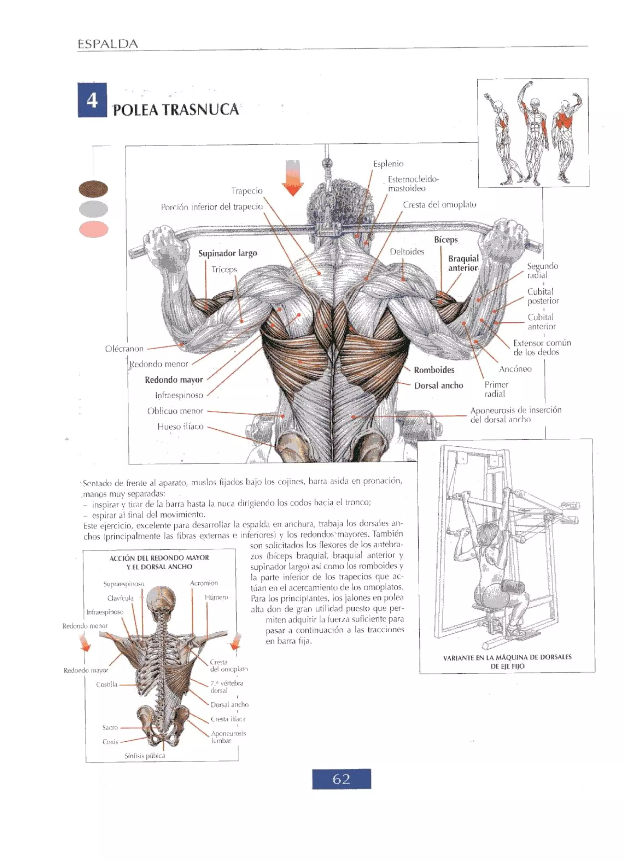 Libro de musculacion