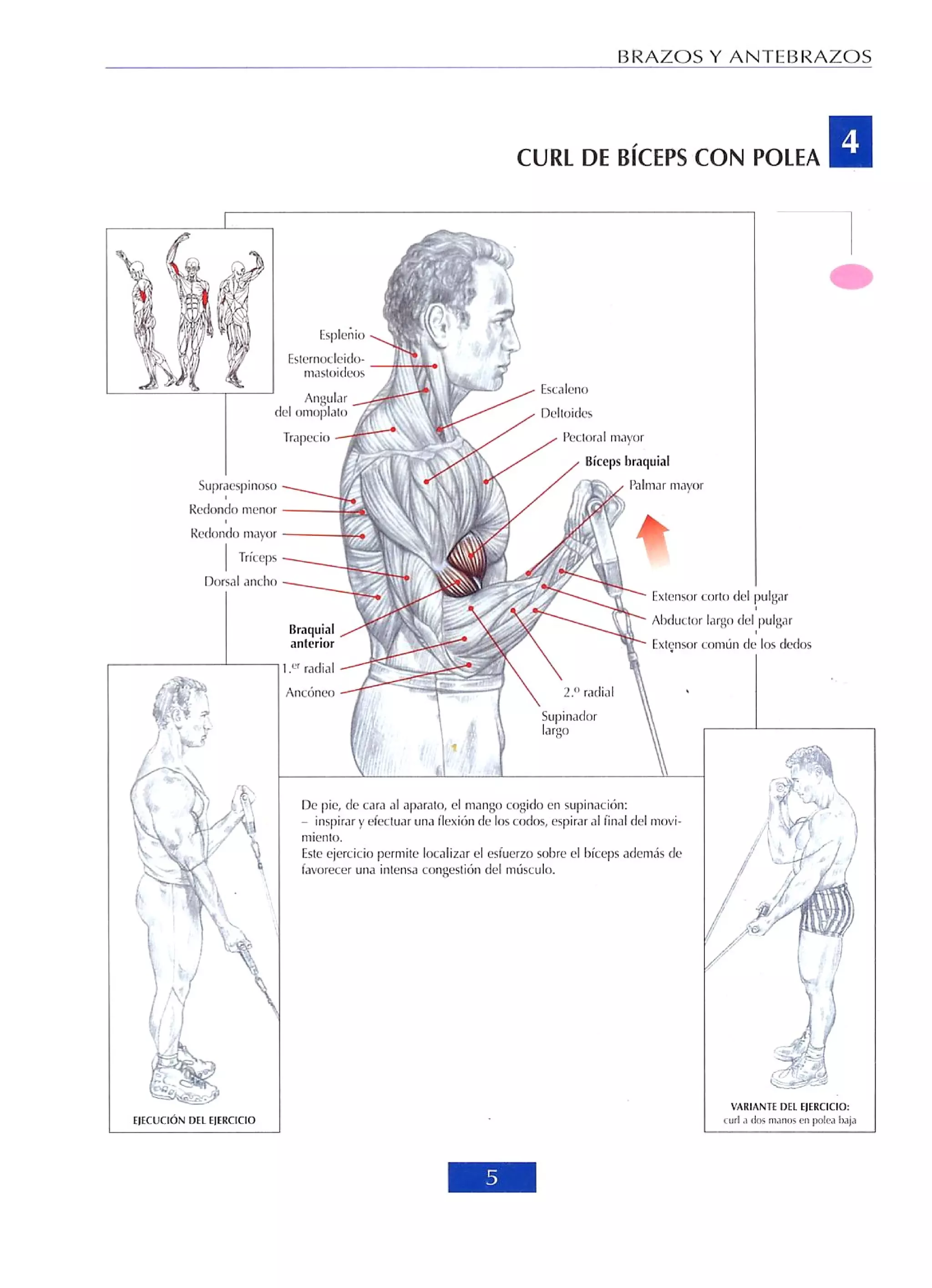 Libro de musculacion