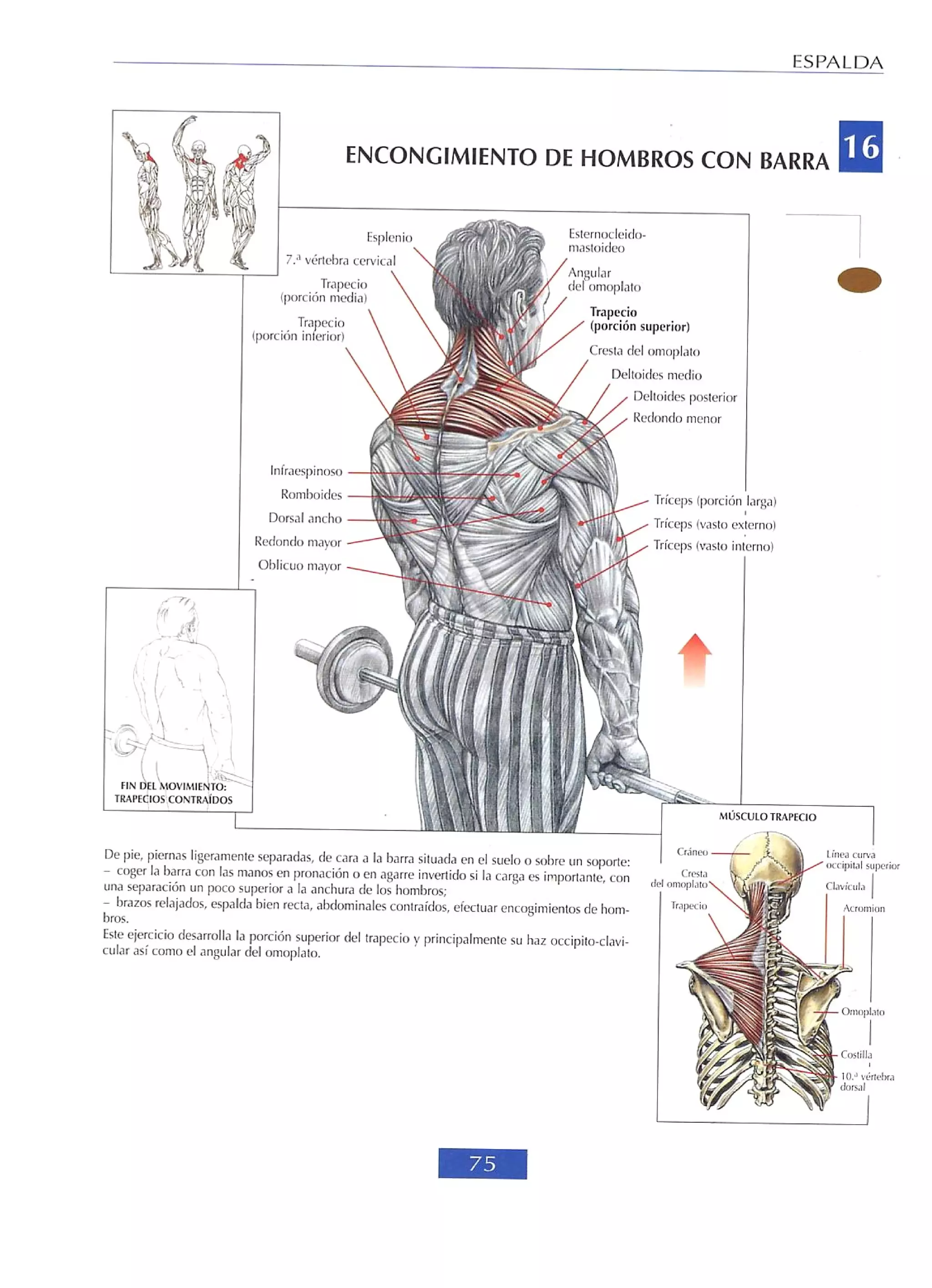 Libro de musculacion