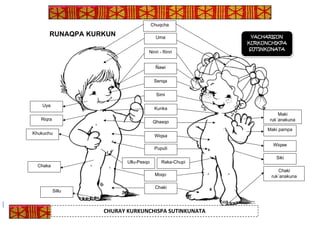 RUNAQPA KURKUN
Simi
Ñawi
Ninri - Rinri
Puputi
Wiqsa
Qhasqo
Uma
Kunka
Senqa
Ullu-Pesqo Raka-Chupi
Moqo
Chaki
Uya
Maki
ruk´anakuna
Maki pampa
Siki
Chaki
ruk´anakuna
Khukuchu
Riqra
Chaka
Wiqaw
CHURAY KURKUNCHISPA SUTINKUNATA
YACHARISUN
KURKUNCHIKPA
SUTINKUNATA
Sillu
Chuqcha
 