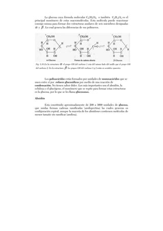 La glucosa cuya fórmula molecular C6(H2O)6 o también C6H12O6 es el
principal monómero de estas macromoléculas. Esta molécula puede reaccionar
consigo misma para formar dos estructuras anulares de seis miembros designadas
α y β . Lo cual genera las diferencias de sus polímeros.
Los polisacáridos están formados por unidades de monosacáridos que se
unen entre sí por enlaces glucosídicos por medio de una reacción de
condensación. No tienen sabor dulce. Los más importantes son el almidón, la
celulosa y el glucógeno, el monómero que se repite para formar estas estructuras
es la glucosa, por lo que se les llama glucosanas.
Almidón
Esta constituido aproximadamente de 200 a 3000 unidades de glucosa,
que unidas forman cadenas ramificadas (amilopectina) las cuales generan su
configuración espiral; aunque la mayoría de los almidones contienen moléculas de
menor tamaño sin ramificar (amilosa).
Fig. 5.10 En la estructura α el grupo OH del carbono 1 esta del mismo lado del anillo que el grupo OH
del carbono 2. En la estructura β los grupos OH del carbono 1 y 2 están en sentidos opuestos.
 