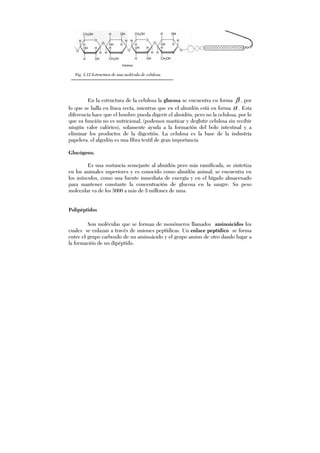 En la estructura de la celulosa la glucosa se encuentra en forma β , por
lo que se halla en línea recta, mientras que en el almidón está en forma α . Esta
diferencia hace que el hombre pueda digerir el almidón, pero no la celulosa, por lo
que su función no es nutricional, (podemos masticar y deglutir celulosa sin recibir
ningún valor calórico), solamente ayuda a la formación del bolo intestinal y a
eliminar los productos de la digestión. La celulosa es la base de la industria
papelera, el algodón es una fibra textil de gran importancia
Glucógeno.
Es una sustancia semejante al almidón pero más ramificada, se sintetiza
en los animales superiores y es conocido como almidón animal; se encuentra en
los músculos, como una fuente inmediata de energía y en el hígado almacenado
para mantener constante la concentración de glucosa en la sangre. Su peso
molecular va de los 5000 a más de 5 millones de uma.
Polipéptidos
Son moléculas que se forman de monómeros llamados aminoácidos los
cuales se enlazan a través de uniones peptídicas. Un enlace peptídico se forma
entre el grupo carboxilo de un aminoácido y el grupo amino de otro dando lugar a
la formación de un dipéptido.
Fig. 5.12 Estructura de una molécula de celulosa.
 