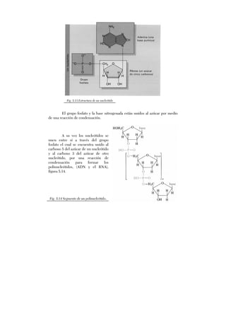 El grupo fosfato y la base nitrogenada están unidos al azúcar por medio
de una reacción de condensación.
A su vez los nucleótidos se
unen entre sí a través del grupo
fosfato el cual se encuentra unido al
carbono 5 del azúcar de un nucleótido
y al carbono 3 del azúcar de otro
nucleótido, por una reacción de
condensación para formar los
polinucleótidos, (ADN y el RNA),
figura 5.14.
Fig. 5.13 Estructura de un nucleótido
Fig. 5.14 Segmento de un polinucleótido.
 