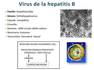 Familia: Hepadnaviridae
Género: Orthohepadnavirus
Cápside icosaédrica
Envuelto
Genoma : ADN circular doble cadena
Reservorio: humanos
Transmisión: Parenteral. Sexual
INFECCION AGUDA FULMINANTE (1%)
INFECCION CRONICA PERSISTENTE
(10%Adultos –80% Infancia)
CIRROSIS
HEPATOCARCINOMA
 