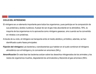 CICLO DEL NITRÓGENO
El nitrógeno es un elemento importante para todos los organismos, pues participa en la composición de
sus proteínas y ácidos nucleicos. A pesar de ser el gas más abundante en la atmósfera, 78%, la
mayoría de los organismos no lo aprovecha como nitrógeno gaseoso, sino cuando se ha convertido
en nitratos o en proteínas.
A través de su ciclo, el nitrógeno se transporta entre el medio abiótico y el biótico; además, se han
identificado cuatro fases principales:
Fijación del nitrógeno Las bacterias y cianobacterias que habitan en el suelo combinan el nitrógeno
atmosférico con el hidrógeno y lo convierten en amoniaco (NH3).
Amonificación En esta fase las bacterias actúan sobre los desechos nitrogenados de los animales y los
restos de organismos muertos, degradando los aminoácidos y liberando el gas amoniaco (NHJ.
 