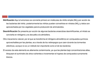 Nitrificación Aquí el amoniaco se convierte primero en moléculas de nitrito simple (N02) por acción de
las bacterias del nitrito, posteriormente los nitritos pueden convertirse en nitratos (N03) y éstos son
aprovechados por los vegetales para la producción de aminoácidos.
Desnitrificación Se presenta por acción de algunas bacterias anaerobias desnitrificantes, el nitrato se
convierte en nitrógeno y es devuelto a la atmósfera.
Otro mecanismo natural, por el que se transforma el nitrógeno atmosférico en compuestos químicos
aprovechables por las plantas, es a través de los relámpagos que caen durante las tormentas
eléctricas, aunque no es un método tan importante como el de las bacterias.
El exceso de este elemento es altamente contaminante, ya que las plantas bajo concentraciones altas,
bloquean el suministro de otros nutrientes e incrementan el ingreso de compuestos sumamente
tóxicos.
 