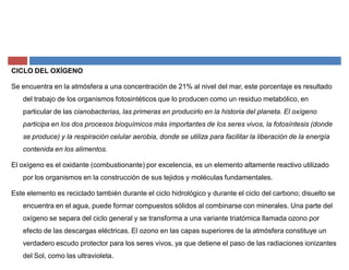 CICLO DEL OXÍGENO
Se encuentra en la atmósfera a una concentración de 21% al nivel del mar, este porcentaje es resultado
del trabajo de los organismos fotosintéticos que lo producen como un residuo metabólico, en
particular de las cianobacterias, las primeras en producirlo en la historia del planeta. El oxígeno
participa en los dos procesos bioquímicos más importantes de los seres vivos, la fotosíntesis (donde
se produce) y la respiración celular aerobia, donde se utiliza para facilitar la liberación de la energía
contenida en los alimentos.
El oxígeno es el oxidante (combustionante) por excelencia, es un elemento altamente reactivo utilizado
por los organismos en la construcción de sus tejidos y moléculas fundamentales.
Este elemento es reciclado también durante el ciclo hidrológico y durante el ciclo del carbono; disuelto se
encuentra en el agua, puede formar compuestos sólidos al combinarse con minerales. Una parte del
oxígeno se separa del ciclo general y se transforma a una variante triatómica llamada ozono por
efecto de las descargas eléctricas. El ozono en las capas superiores de la atmósfera constituye un
verdadero escudo protector para los seres vivos, ya que detiene el paso de las radiaciones ionizantes
del Sol, como las ultravioleta.
 