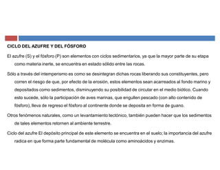 CICLO DEL AZUFRE Y DEL FÓSFORO
El azufre (S) y el fósforo (P) son elementos con ciclos sedimentarios, ya que la mayor parte de su etapa
como materia inerte, se encuentra en estado sólido entre las rocas.
Sólo a través del intemperismo es como se desintegran dichas rocas liberando sus constituyentes, pero
corren el riesgo de que, por efecto de la erosión, estos elementos sean acarreados al fondo marino y
depositados como sedimentos, disminuyendo su posibilidad de circular en el medio biótico. Cuando
esto sucede, sólo la participación de aves marinas, que engullen pescado (con alto contenido de
fósforo), lleva de regreso el fósforo al continente donde se deposita en forma de guano.
Otros fenómenos naturales, como un levantamiento tectónico, también pueden hacer que los sedimentos
de tales elementos retornen al ambiente terrestre.
Ciclo del azufre El depósito principal de este elemento se encuentra en el suelo; la importancia del azufre
radica en que forma parte fundamental de molécula como aminoácidos y enzimas.
 