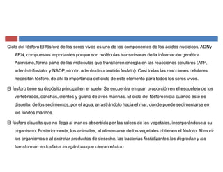 Ciclo del fósforo El fósforo de los seres vivos es uno de los componentes de los ácidos nucleicos, ADNy
ARN, compuestos importantes porque son moléculas transmisoras de la información genética.
Asimismo, forma parte de las moléculas que transfieren energía en las reacciones celulares (ATP,
adenín trifosfato, y NADP, nicotín adenín dinucleótido fosfato). Casi todas las reacciones celulares
necesitan fósforo, de ahí la importancia del ciclo de este elemento para todos los seres vivos.
El fósforo tiene su depósito principal en el suelo. Se encuentra en gran proporción en el esqueleto de los
vertebrados, conchas, dientes y guano de aves marinas. El ciclo del fósforo inicia cuando éste es
disuelto, de los sedimentos, por el agua, arrastrándolo hacia el mar, donde puede sedimentarse en
los fondos marinos.
El fósforo disuelto que no llega al mar es absorbido por las raíces de los vegetales, incorporándose a su
organismo. Posteriormente, los animales, al alimentarse de los vegetales obtienen el fósforo. Al morir
los organismos o al excretar productos de desecho, las bacterias fosfatizantes los degradan y los
transforman en fosfatos inorgánicos que cierran el ciclo
 