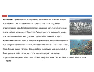Población La población es un conjunto de organismos de la misma especie
que habita en una zona determinada. Una especie es un conjunto de
organismos con características similares y capacidad para reproducirse, que
puede incluir a una o más poblaciones. Por ejemplo, una manada de cebras
que viven en la sabana o un grupo de organismos como el de la figura.
Comunidad se define como el conjunto de poblaciones de diferentes especies
que comparten el área donde viven, interactuando entre sí. Los leones, cebras,
ñúes, hienas, pastos y árboles de una sabana constituyen una comunidad, al
Igual que un arrecife marino, en donde conviven un gran número de
organismos como peces, anémonas, corales, langostas, caracoles, etcétera, como se observa en la
figura.
 
