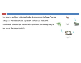 Los factores abióticos están clasificados de acuerdo con la figura. Algunas
categorías marcadas en esta figura son: plantas que efectúan la
fotosíntesis, animales que comen otros organismos, bacterias y hongos
que causan la descomposición.
 