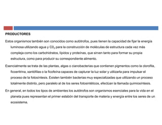 PRODUCTORES
Estos organismos también son conocidos como autótrofos, pues tienen la capacidad de fijar la energía
luminosa utilizando agua y C02 para la construcción de moléculas de estructura cada vez más
compleja como los carbohidratos, lípidos y proteínas, que sirven tanto para formar su propia
estructura, como para producir su correspondiente alimento.
Esencialmente se trata de las plantas, algas o cianobacterias que contienen pigmentos como la clorofila,
ficoeritrina, xantófilas o la ficofeína capaces de capturar la luz solar y utilizarla para impulsar el
proceso de la fotosíntesis. Existen también bacterias muy especializadas que utilizando un proceso
totalmente distinto, pero paralelo al de los seres fotosintéticos, efectúan la llamada quimiosíntesis.
En general, en todos los tipos de ambientes los autótrofos son organismos esenciales para la vida en el
planeta pues representan el primer eslabón del transporte de materia y energía entre los seres de un
ecosistema.
 