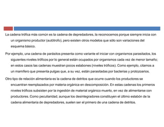La cadena trófica más común es la cadena de depredadores, la reconocemos porque siempre inicia con
un organismo productor (autótrofo), pero existen otros modelos que sólo son variaciones del
esquema básico.
Por ejemplo, una cadena de parásitos presenta como variante el iniciar con organismos parasitados, los
siguientes niveles tróficos por lo general están ocupados por organismos cada vez de menor tamaño;
en estos casos las cadenas muestran pocos eslabones (niveles tróficos). Como ejemplo, citamos a
un mamífero que presenta pulgas que, a su vez, están parasitadas por bacterias y protozoarios.
Otro tipo de relación alimentaria es la cadena de detritos que ocurre cuando los productores se
encuentran reemplazados por materia orgánica en descomposición. En estas cadenas los primeros
niveles tróficos subsisten por la ingestión de material orgánico muerto, en vez de alimentarse con
productores. Como peculiaridad, aunque los desintegradores constituyen el último eslabón de la
cadena alimentaria de depredadores, suelen ser el primero de una cadena de detritos.
 