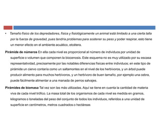 ‡ Tamaño físico de los depredadores, física y fisiológicamente un animal está limitado a una cierta talla
por la fuerza de gravedad, pues tendría problemas para sostener su peso y poder respirar, esto tiene
un menor efecto en el ambiente acuático, etcétera.
Pirámide de números En ella cada nivel es proporcional al número de individuos por unidad de
superficie o volumen que componen la biocenosis. Este esquema no es muy utilizado por su escasa
representatividad, precisamente por las notables diferencias físicas entre individuos; en este tipo de
pirámide un ciervo contaría como un saltamontes en el nivel de los herbívoros, y un árbol puede
producir alimento para muchos herbívoros, y un herbívoro de buen tamaño, por ejemplo una cebra,
puede fácilmente alimentar a una manada de perros salvajes.
Pirámides de biomasa Tal vez son las más utilizadas. Aquí se tiene en cuenta la cantidad de materia
viva de cada nivel trófico. La masa total de los organismos de cada nivel es medida en gramos,
kilogramos o toneladas del peso del conjunto de todos los individuos, referidos a una unidad de
superficie en centímetros, metros cuadrados o hectáreas
 
