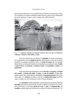 102
EL MISTERIO DE LA VIDA
que fueron los primeros en ser extraídos para la industria, mientras que el resto
de los árboles con menor calidad de madera fueron a parar como combustible
de las locomotoras a vapor o como sustituto del carbón mineral?
Fig. 7.1. Lagunas rodeada de especies leñosas entre las que se destacan:
Caldenes, Chañares, Moradillos y Talas.
Entre los arbustos hay que destacar el piquillín, de frutos comestibles,
los ornamentales como la lagaña de perro, apreciada por el color de sus flores
amarillas con grandes estambres rojos, y el peine de mono, por sus grandes
flores blancas en forma de trompeta, los medicinales y aromáticos como el usillo,
el pico de loro, las lantanas, el quiebra arado, la carquejilla, el poleo, y la
pasionaria.
Entre las hierbas más abundantes eran la marcela, la carqueja, la hierba
del venado, la hierba del pollo, el paico, la cola de caballo, el vira vira,
(todas de gran valor medicinal en la actualidad), la margarita punzó de hermosas
flores rojas, la verbena (con flores azules) y la chinita del campo (de flores
rojas y rosadas con una consistencia como si fueran de papel).
Los pastizales estaban integrados especialmente por gramíneas llamadas
flechillas, por la forma de sus frutos, los que se adherían a la ropa y a los cueros
para diseminarse, el preciado pasto de vaca, la poa, la templaderilla, las
saetillas, nombre dado por la forma de sus frutos en forma de saeta (Fig. 7.2).
 