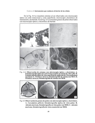 49
CAPÍTULO 4. Instrumentos que conducen al interior de las células
Fig. 4.4: Observación de estomas con microscopio óptico y electrónico. A.
Fotomicrografía óptica de corte transversal de un estoma de Abies alba. B.
Fotomicrografía óptica de vista superficial de epidermis de Chrysanthemum
maximum. C. Portulaca oleracea, fotomicrografía de estoma con MET. D.
Portulaca oleracea, fotomicrografía de estoma con MEB.
Fig. 4.5:Observación de granos de polen con microscopio óptico y electrónico.
A. Caesalpinia gilliesii, fotomicrografía óptica de vista polar. B.
Adesmia muricata, fotomicrografía en vista polar con MEB. C. Adesmia
muricata, fotomicrografía de vista ecuatorial con MEB.
B CA
En la Fig. 4.4 se muestran estomas al ser observados con microscopio
óptico en corte transversal y vista superficial, microscopio electrónico de
transmisión y de barrido. En la Fig. 4.5 se muestran granos de polen observados
con microscopio óptico y electrónico de barrido
 