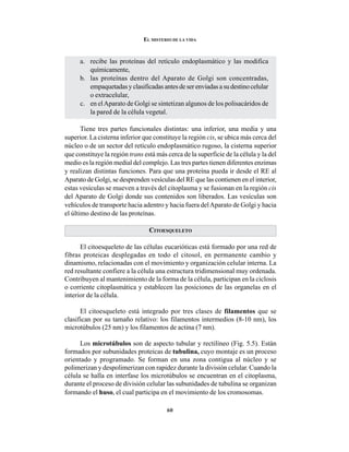 60
EL MISTERIO DE LA VIDA
a. recibe las proteínas del retículo endoplasmático y las modifica
químicamente,
b. las proteínas dentro del Aparato de Golgi son concentradas,
empaquetadasyclasificadasantesdeserenviadasasudestinocelular
o extracelular,
c. en elAparato de Golgi se sintetizan algunos de los polisacáridos de
la pared de la célula vegetal.
Tiene tres partes funcionales distintas: una inferior, una media y una
superior. La cisterna inferior que constituye la región cis, se ubica más cerca del
núcleo o de un sector del retículo endoplasmático rugoso, la cisterna superior
que constituye la región trans está más cerca de la superficie de la célula y la del
medio es la región medial del complejo. Las tres partes tienen diferentes enzimas
y realizan distintas funciones. Para que una proteína pueda ir desde el RE al
Aparato de Golgi, se desprenden vesículas del RE que las contienen en el interior,
estas vesículas se mueven a través del citoplasma y se fusionan en la región cis
del Aparato de Golgi donde sus contenidos son liberados. Las vesículas son
vehículos de transporte hacia adentro y hacia fuera delAparato de Golgi y hacia
el último destino de las proteínas.
CITOESQUELETO
El citoesqueleto de las células eucarióticas está formado por una red de
fibras proteicas desplegadas en todo el citosol, en permanente cambio y
dinamismo, relacionadas con el movimiento y organización celular interna. La
red resultante confiere a la célula una estructura tridimensional muy ordenada.
Contribuyen al mantenimiento de la forma de la célula, participan en la ciclosis
o corriente citoplasmática y establecen las posiciones de las organelas en el
interior de la célula.
El citoesqueleto está integrado por tres clases de filamentos que se
clasifican por su tamaño relativo: los filamentos intermedios (8-10 nm), los
microtúbulos (25 nm) y los filamentos de actina (7 nm).
Los microtúbulos son de aspecto tubular y rectilíneo (Fig. 5.5). Están
formados por subunidades proteicas de tubulina, cuyo montaje es un proceso
orientado y programado. Se forman en una zona contigua al núcleo y se
polimerizan y despolimerizan con rapidez durante la división celular. Cuando la
célula se halla en interfase los microtúbulos se encuentran en el citoplasma,
durante el proceso de división celular las subunidades de tubulina se organizan
formando el huso, el cual participa en el movimiento de los cromosomas.
 
