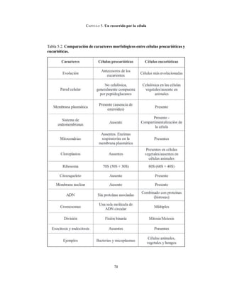 71
CAPÍTULO 5. Un recorrido por la célula
Tabla 5.2. Comparación de caracteres morfológicos entre células procarióticas y
eucarióticas.
 