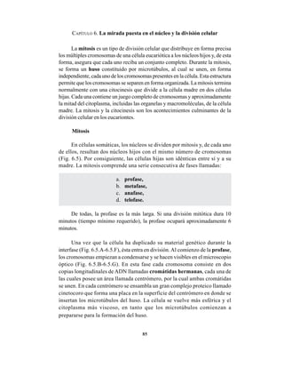 85
CAPÍTULO 6. La mirada puesta en el núcleo y la división celular
La mitosis es un tipo de división celular que distribuye en forma precisa
los múltiples cromosomas de una célula eucariótica a los núcleos hijos y, de esta
forma, asegura que cada uno reciba un conjunto completo. Durante la mitosis,
se forma un huso constituido por microtúbulos, al cual se unen, en forma
independiente, cada uno de los cromosomas presentes en la célula. Esta estructura
permite que los cromosomas se separen en forma organizada. La mitosis termina
normalmente con una citocinesis que divide a la célula madre en dos células
hijas. Cada una contiene un juego completo de cromosomas y aproximadamente
la mitad del citoplasma, incluidas las organelas y macromoléculas, de la célula
madre. La mitosis y la citocinesis son los acontecimientos culminantes de la
división celular en los eucariontes.
Mitosis
En células somáticas, los núcleos se dividen por mitosis y, de cada uno
de ellos, resultan dos núcleos hijos con el mismo número de cromosomas
(Fig. 6.5). Por consiguiente, las células hijas son idénticas entre sí y a su
madre. La mitosis comprende una serie consecutiva de fases llamadas:
a. profase,
b. metafase,
c. anafase,
d. telofase.
De todas, la profase es la más larga. Si una división mitótica dura 10
minutos (tiempo mínimo requerido), la profase ocupará aproximadamente 6
minutos.
Una vez que la célula ha duplicado su material genético durante la
interfase (Fig. 6.5.A-6.5.F), ésta entra en división. Al comienzo de la profase,
los cromosomas empiezan a condensarse y se hacen visibles en el microscopio
óptico (Fig. 6.5.B-6.5.G). En esta fase cada cromosoma consiste en dos
copias longitudinales de ADN llamadas cromátidas hermanas, cada una de
las cuales posee un área llamada centrómero, por la cual ambas cromátidas
se unen. En cada centrómero se ensambla un gran complejo proteico llamado
cinetocoro que forma una placa en la superficie del centrómero en donde se
insertan los microtúbulos del huso. La célula se vuelve más esférica y el
citoplasma más viscoso, en tanto que los microtúbulos comienzan a
prepararse para la formación del huso.
 