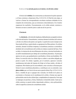 87
CAPÍTULO 6. La mirada puesta en el núcleo y la división celular
Al inicio de la telofase, los cromosomas ya alcanzaron los polos opuestos
y el huso comienza a dispersarse (Fig. 6.5.E-6.5.J). Al final de esta etapa, se
vuelven a formar las correspondientes envolturas nucleares alrededor de los
conjuntos de cromosomas, que ya comienzan a descondensarse. En el núcleo
reaparecen los nucléolos. Frecuentemente, en la célula animal, comienza a
formarse un nuevo centríolo junto a cada uno de los previos.
Citocinesis
La citocinesis,odivisióndelcitoplasma,habitualmenteacompañalamitosis
o división del núcleo. Generalmente, comienza durante la telofase de la mitosis
y divide a la célula en dos partes casi iguales. La partición ocurre siempre en la
línea media del huso, región donde se superponen las fibras polares. En células
animales, durante la telofase temprana, la membrana comienza a constreñirse
alrededor de la circunferencia de la célula en el plano ecuatorial del huso. Ésto
se debe a la interacción de microfilamentos de actina y miosina localizados en
un anillo inmediatamente por debajo de la membrana plasmática. Al principio
aparece un surco, que gradualmente se profundiza y forma una hendidura. Por
último, la conexión entre las células hijas se reduce a una hebra delgada que
pronto se parte. En células vegetales, por el contrario, aparecen vesículas
membranosas derivadas del Aparato de Golgi en la línea media y dividen el
citoplasma. Moviéndose por los microtúbulos, estas vesículas se fusionan para
formar la nueva membrana plasmática y contribuyen con su contenido a una
placa celular que es el inicio de una nueva pared celular (Fig. 6.5.E-6.5.J). Es
decir, a medida de que se agregan más vesículas, los bordes de la placa en
crecimiento se fusionan con la membrana de la célula y forman una capa de
polisacáridos entre las dos células hijas, completándose la separación. Esta capa
se impregna con pectinas y forma, finalmente, la laminilla media. Cada nueva
célula construye su pared celular, depositando celulosa y otros polisacáridos
sobre la superficie externa de su membrana celular.
 