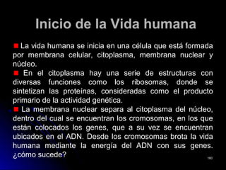 Inicio de la Vida humanaInicio de la Vida humana
La vida humana se inicia en una célula que está formada
por membrana celular, citoplasma, membrana nuclear y
núcleo.
En el citoplasma hay una serie de estructuras con
diversas funciones como los ribosomas, donde se
sintetizan las proteínas, consideradas como el producto
primario de la actividad genética.
La membrana nuclear separa al citoplasma del núcleo,
dentro del cual se encuentran los cromosomas, en los que
están colocados los genes, que a su vez se encuentran
ubicados en el ADN. Desde los cromosomas brota la vida
humana mediante la energía del ADN con sus genes.
¿cómo sucede? 160160
 